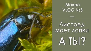 Листоед моет лапки. А ты? / Макро VLOG №3 / Фауна Беларуси / Микропланета