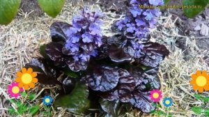 Живучка ползучая Черный гребешок. Краткий обзор, описание характеристик ajuga reptans Black Scallop