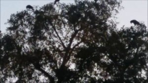 Crows Крик ворон Эти загадочные птицы Голоса птиц Звуки природы Мир вокруг нас