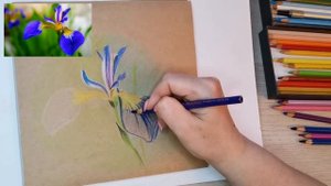 Ирис. Рисунок акварельными карандашами.
