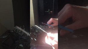 Маслины как вырастить дома, черенкование оливок.