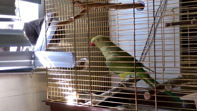 Ожереловый Крамера/Ring-necked parakeet смотреть онлайн