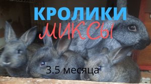 Кролики миксы в 3.5 месяца. Взвешивание. Забой..