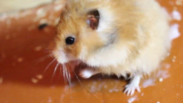 Белка чуть не убила Лаки!!! О_о смотреть онлайн