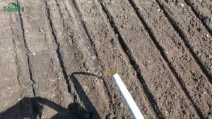 Знакомьтесь: фиолетовая морковь - 7 дач