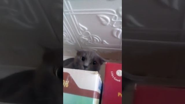 Кошка Корат смотреть онлайн