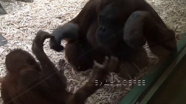 Смешные обезьяны