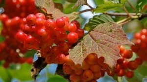 Горчит калина  - Любовь Успенская