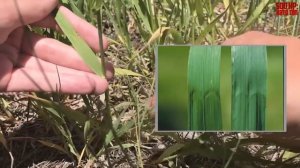 Фермер Джереми Кларксон против сорняков