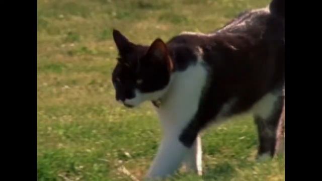 Птицы. Удивительные обитатели сада/THE SECRET WORLD OF GARDENS (Дача ТВ) смотреть онлайн