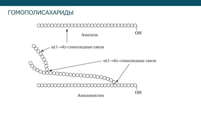 Биохимия углеводов. Ди- и полисахариды (лекция 6) смотреть онлайн