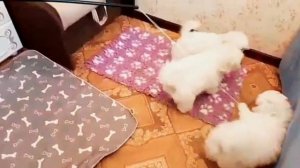 Бишон Фризе щенки 3 месяца. Мальчики.