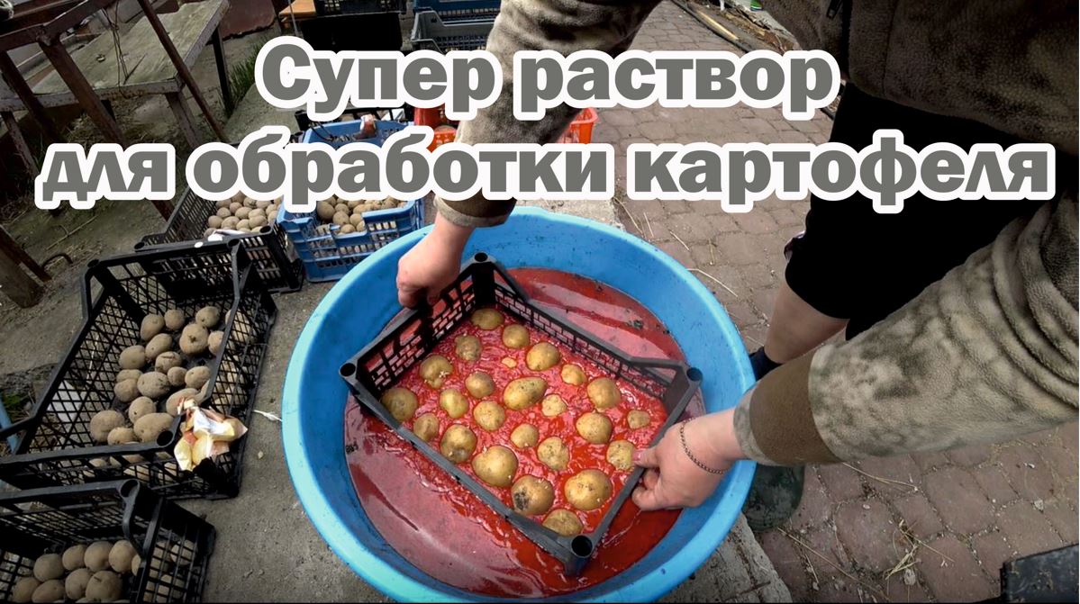 Обработка картофеля перед посадкой в специальном растворе