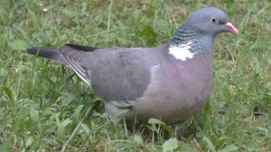 Голубиная охота. Домашнего покормим, дикого добудем.