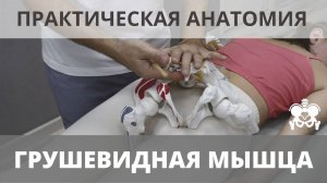 ГРУШЕВИДНАЯ МЫШЦА. Анатомия, пальпация, функция. Практическая анатомия для массажистов.