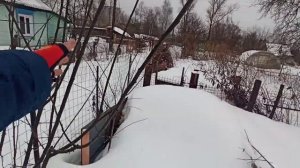 Алыча, весенняя обрезка. Тонкости и нюансы при обрезке.