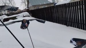 Гусь махокрыл Flywing , демонстрация поведения на сильном ветру