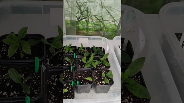 Как будут зимовать мои укоренившиеся черенки метельчатой гортензии. Цветение в первый год 12.08.202 смотреть онлайн