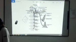 ЧМН 11, 12 пары(добавочный, подъязычный)