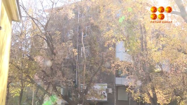 Как спилить сухое дерево