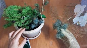 Голубая ель Зимнее черенкование Размножение ели spruce cuttings Елка reproduction как укоренить ель