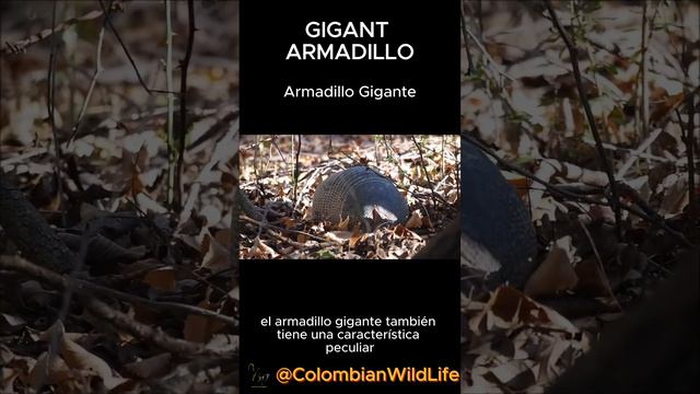 Gigant Armadillo/Armadillo Gigante #wildlife  #ecotourism #ecoturismo #faunaexótica #colombian