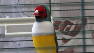 Гульдовая амадина поет