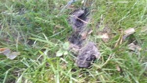 Выгодно ли разводить вьетнамских свиней? How to breed Vietnamese pigs with profit?