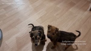 В глубокую яму на стройке скинули 2х бездомных щенят ? когда их достали, поняли что один щенок боле