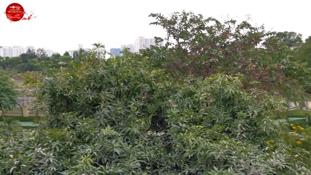 A Hưng Ciputra Chốt bộ dàn 200tr gồm: 2 combo Bose L1 Pro 32 + Mixer Allen heath QU16 смотреть онлайн