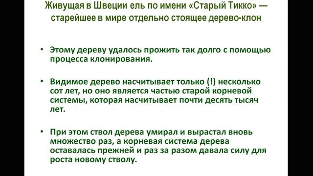 Клонирование человека и огромный клон, живущий 80.000 лет