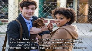 Может ли кошка вернуться домой, если убежала