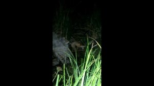 Рыбалка на озере,молодые лисята не дают покоя.mp4