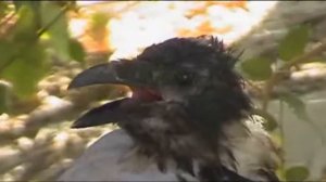 Каркуша (Raven by name of Karkusha)