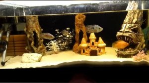 Релакс аквариумные рыбки. Трехгибридный попугай, цыхлазома, демасони