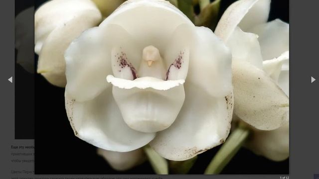 Редкие орхидеи: описание и фото 11 сортов, которые можно выращивать дома смотреть онлайн