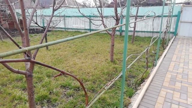 Когда открывать виноград весной . смотреть онлайн