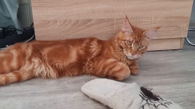 Жизнь Рыжего Мейн-кун.(13) смотреть онлайн