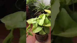 A Perfect Feng Shui Plant-Best Air Purifying plant -Syngonium plant care tips सिनगोनियम पौधे की केय