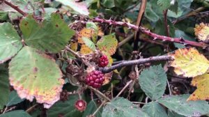 ВЛОГ: ПУТЕШЕСТВИЕ ЗА МЕЧТОЙ В СНТ МЕЧТА. ЭЛЛИНГИ. ЗАЛИВ И ОЗЁРА. ПРИБРЕЖНЫЙ. КАЛИНИНГРАД. 10.09.22