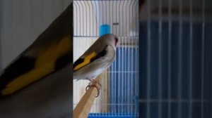 щегол седоголовый для обучение молодых