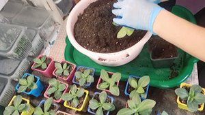 ПЕРЕВАЛКА ЭУСТОМЫ В БОЛЬШИЙ ОБЪЁМ. КОГДА ЛУЧШЕ ПРОВОДИТЬ ТАКУЮ ПРОЦЕДУРУ?