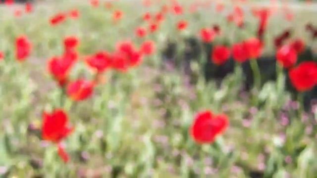 Поляна красных тюльпанов смотреть онлайн