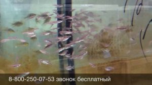 Расбора краснолинейная Rasbora pauciperforata продажа оптом