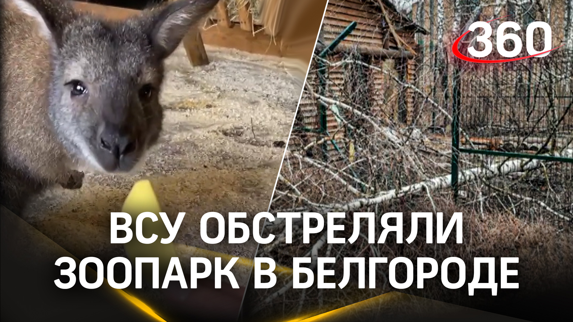 Ручная кенгуру погибла при обстреле ВСУ в Белгороде - Гранди была беременна