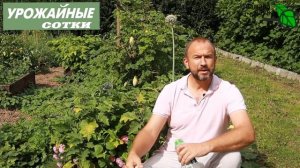 ЛИСТЬЯ НЕ БУДУТ ЖЕЛТЕТЬ! Защита баклажана, перца и томата от увядания и пожелтения - вертицилллеза.