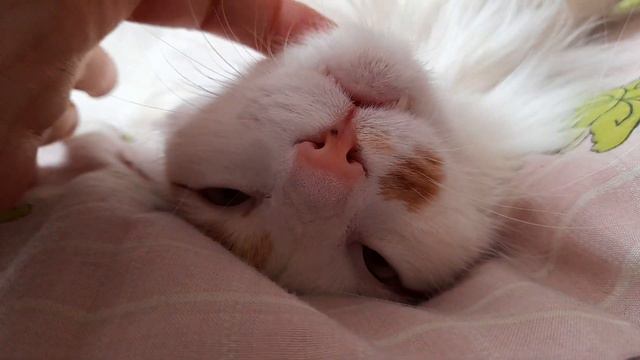 Массаж подбородка котика и сладкие поттягивания! смотреть онлайн