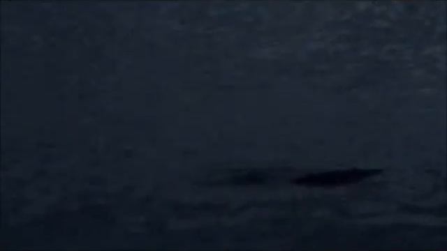 Сумерки. Ондатры. Наши невероятные наблюдения! смотреть онлайн