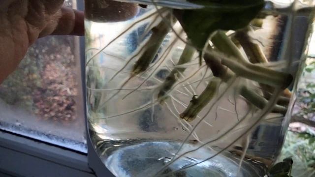 Небольшой обзор цветущих комнатных растений смотреть онлайн