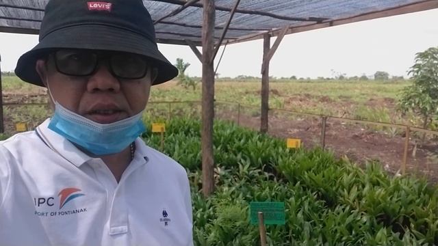 Nursery Areca Catechu "Pinang Berkah" Rasau Jaya Kubu Raya смотреть онлайн